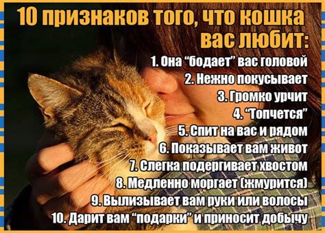 Почему нельзя целовать котов и кошек