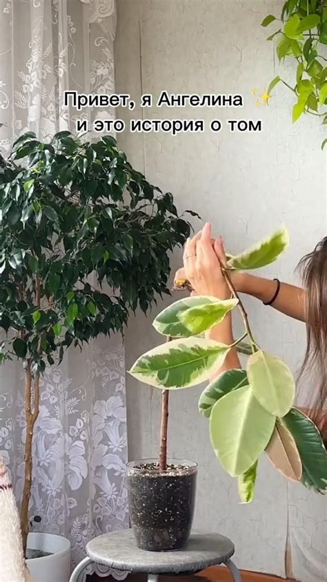 Почему обрезка фикуса важна