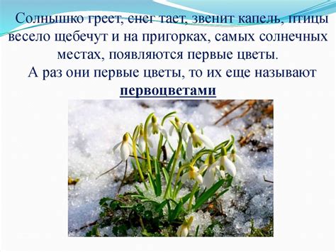 Почему подснежники растут зимой