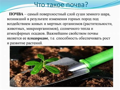 Почему почва может считаться бесценным ресурсом