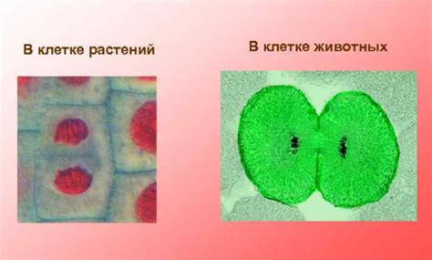 Почему растительная биомасса превышает животную
