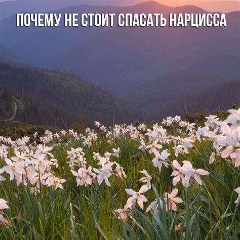 Почему стоит полюбить нарцисса