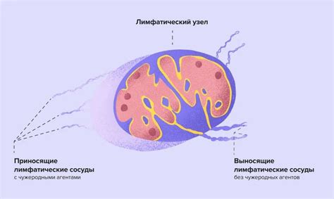 Почему у детей увеличиваются лимфатические узлы