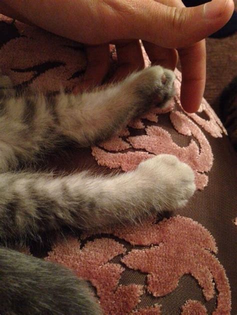 Почему у кота дергается задняя лапа