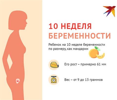 Почему 40 недель – это не 10 месяцев