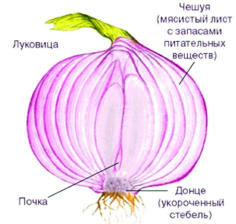 Пошаговая инструкция по изготовлению лука из дерева