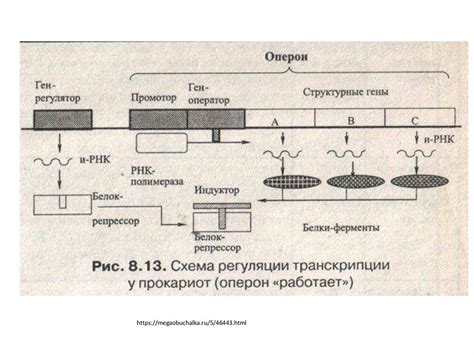 Пошаговая инструкция приготовления белка из РНК