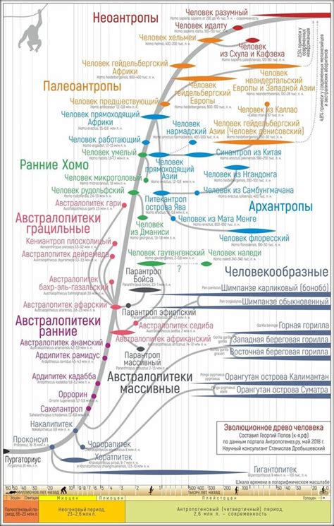 Появление и эволюция