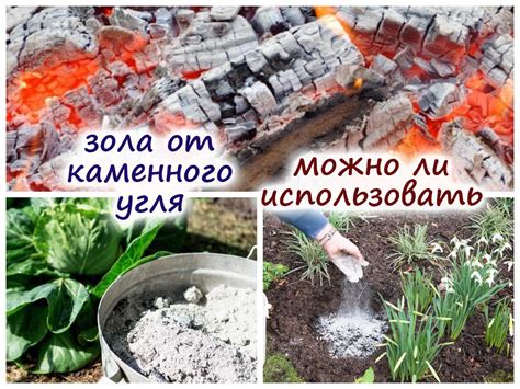 Правила внесения золы