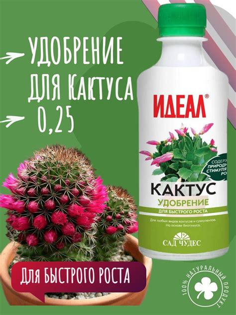 Правила выращивания микса катусов и суккулентов