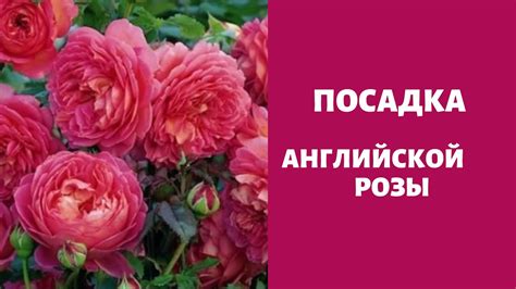 Правила высадки роз в зимний период