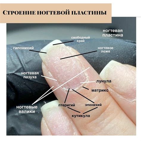 Правила обработки ногтевой пластины и поверхности ногтя