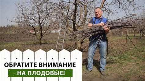Правила обрезки аэрокультур: шаг за шагом