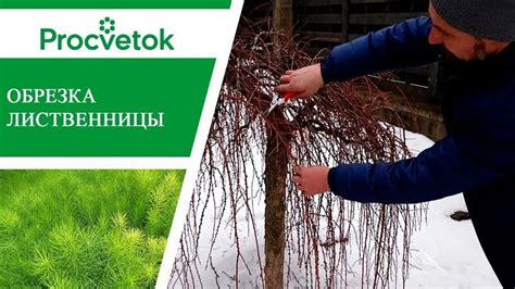 Правила обрезки растения
