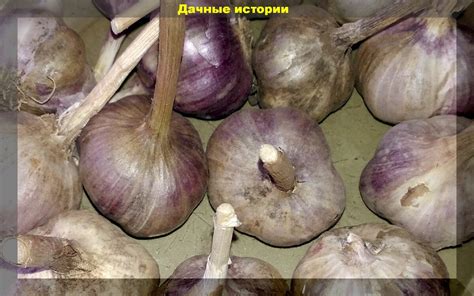 Правила подготовки цветов к хранению