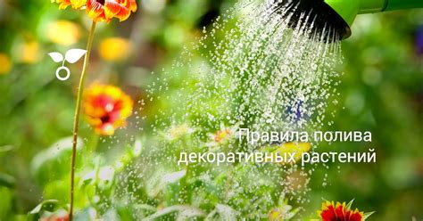 Правила полива и удобрения горных растений