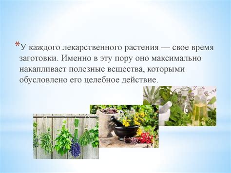 Правила сбора растений