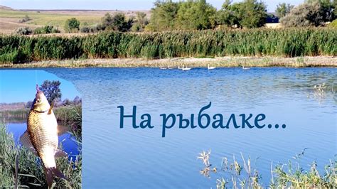 Правила ухода за карасями в жаркое время