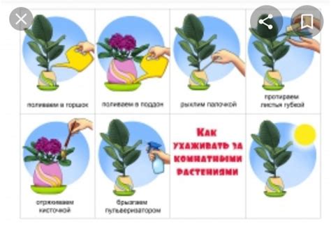 Правила ухода за сухоцветами с манкой