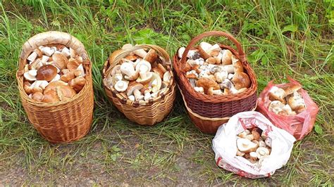 Правила хранения шампиньонов