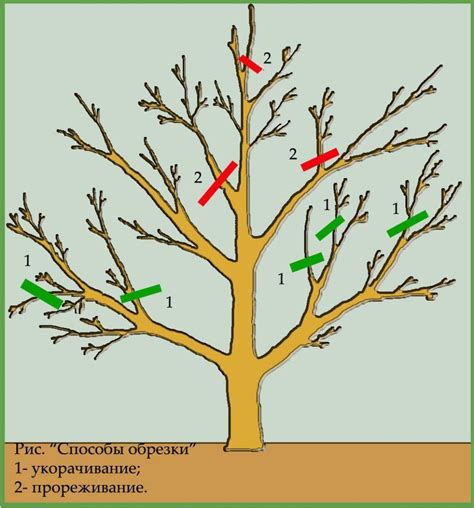 Правильная обрезка и формирование кроны для гармоничного роста
