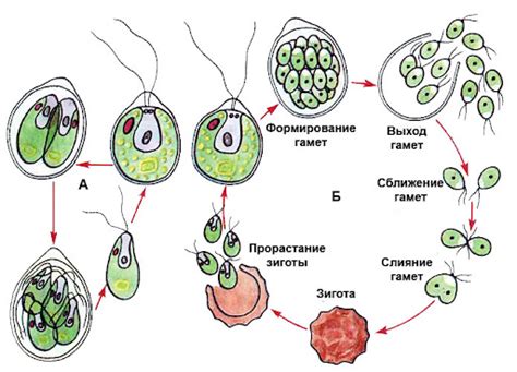 Правильная подача пищи рыбам: влияние на размножение водорослей