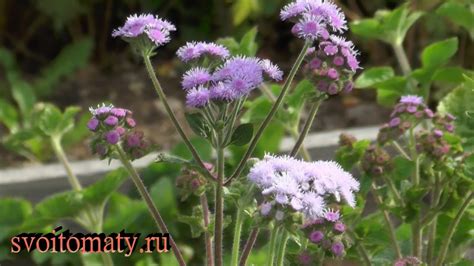 Правильная посадка агератума в грунт