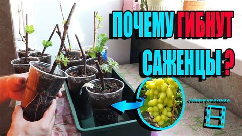 Правильная посадка виноградных саженцев