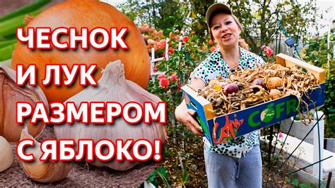 Правильная посадка лука и чеснока