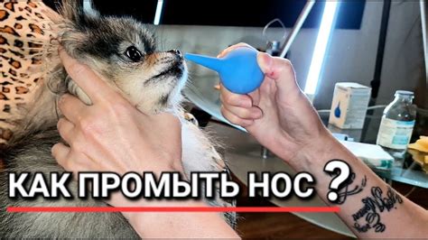 Правильная техника введения капель в нос собаке