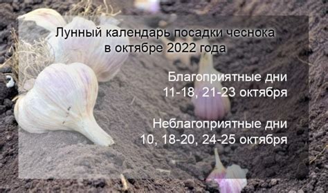 Правильное время для посадки озимого чеснока