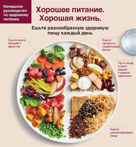 Правильное питание и балансовый рацион