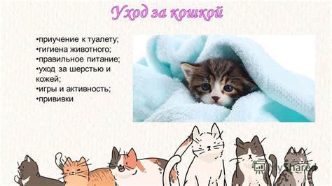 Правильное питание и уход за шерстью