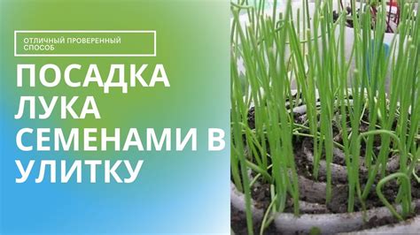Правильное посевное материал для выращивания лука семенами на рассаду в Сибири