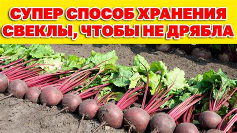 Правильное хранение замороженной свеклы