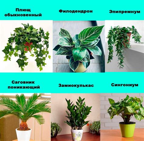 Правильный выбор комнатных цветков