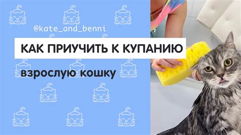 Правильный подход к купанию вислоухой