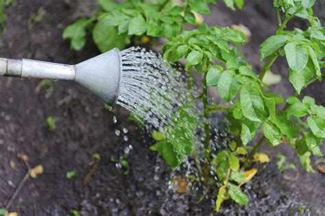 Правильный полив и удобрение ежевичных кустов
