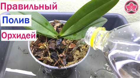 Правильный полив орхидеи
