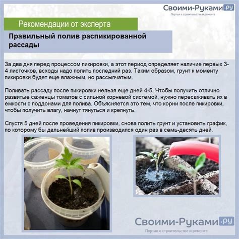 Правильный способ полива грядок марганцовкой