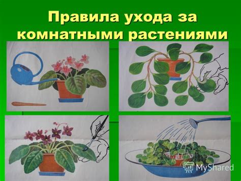 Правильный уход за растениями во время дождя