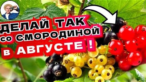 Правильный уход за смородиной в августе
