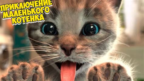 Праздник для любимого котика: лучшие идеи для организации дня рождения