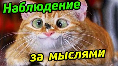 Практика повседневного наблюдения за смешными ситуациями