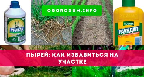 Превентивные меры: предотвращение возникновения пырея