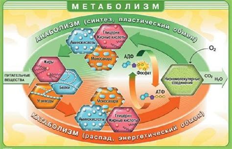 Превращение жиров в энергию: механизмы и процессы