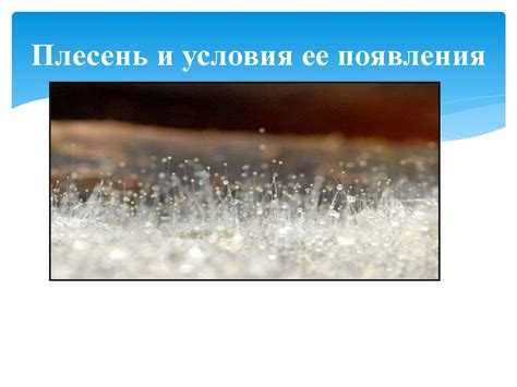 Предотвращение возникновения плесени