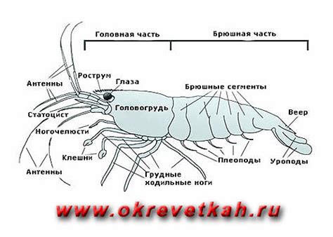 Предотвращение заболеваний и болезней у креветок