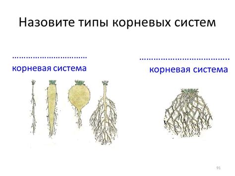 Предотвращение обморозков и замораживания корней