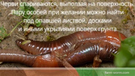 Предотвращение привлечения дождевых червей